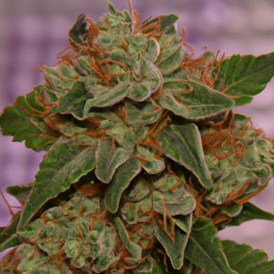 alien og