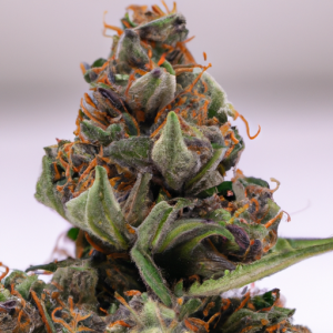 purple passion