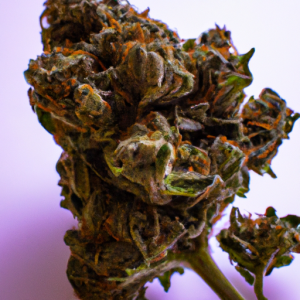 purple urkle