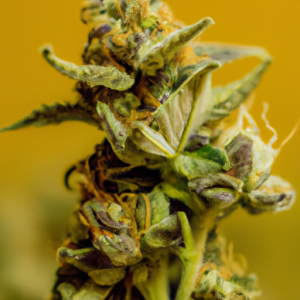 sfv og