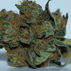 animal cookies