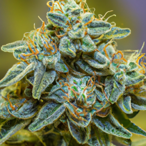 super silver haze