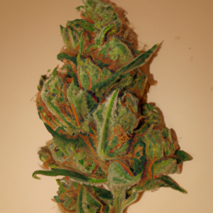 sensi star