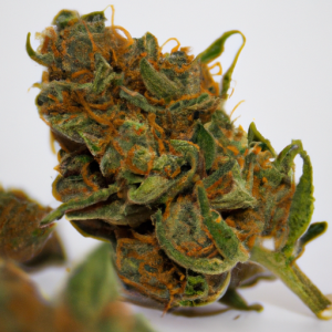 lemon skunk