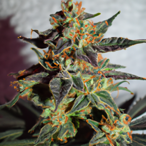 zeus og