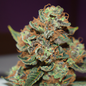 chocolate kush