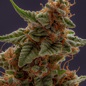 cherry lime haze