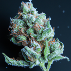 snow bud