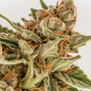 honey badger haze