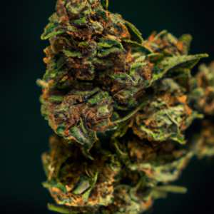 dank sinatra