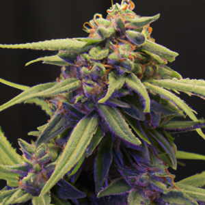 purple haze